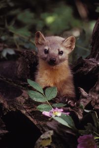 800px-Marten_with_Flowers